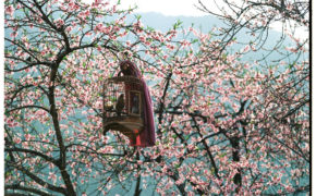 Bộ ảnh film “mùa xuân trên cao nguyên đá Hà Giang” đẹp ngỡ ngàng, thôi thúc bạn xách balo lên và đi