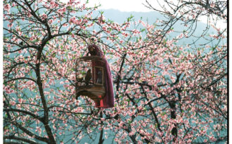 Bộ ảnh film “mùa xuân trên cao nguyên đá Hà Giang” đẹp ngỡ ngàng, thôi thúc bạn xách balo lên và đi