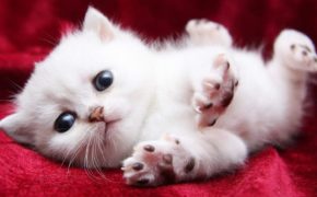 15 khoảnh khắc “đáng yêu chết người” của những chú mèo con