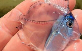 12 loài vật trong suốt kì lạ trên thế giới