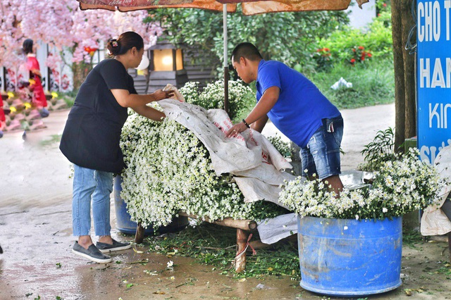 Cúc họa mi cũng được cắt bán ngay tại vườn phục vụ khách chụp ảnh. Theo đó, giá một bó cúc lớn khoảng 50.000đ rẻ hơn so với mua ở cửa hàng hoặc các gánh hàng rong.