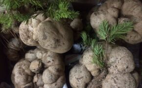 Kỳ lạ loại nấm “mọc” trên ngọn cây, giá chục triệu được ví như “thần dược” ở Việt Nam