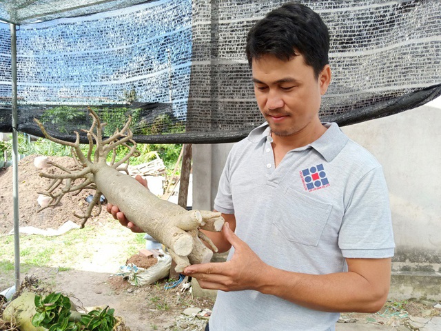 Khi phần rễ phát triển đạt chiều cao như ý và thân to đều, lúc này cắt ngang phần rễ trồng xuống đất để tạo tán và bộ rễ