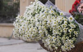 Cúc họa mi đầu mùa: Người dân thích thú, dân buôn “hốt” bạc triệu