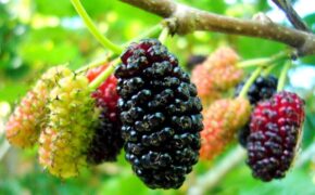 Tháng 4 – mùa dâu tằm chín mọng ở Hội An