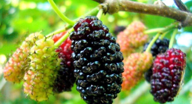 Tháng 4 – mùa dâu tằm chín mọng ở Hội An