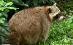 Gấu mèo béo phì, giảm khả năng sinh sản vì ham ăn “của lạ”