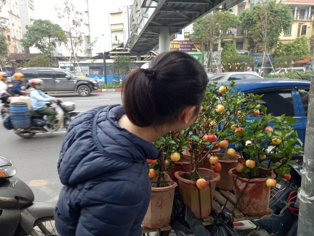 300 nghìn đồng/ chậu, táo cảnh bonsai “khuynh đảo” thị trường 20/10 - 9