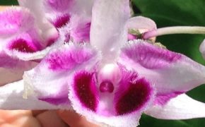 Vườn lan bạc tỷ của ông “vua chơi hoa” ở Hà Nội