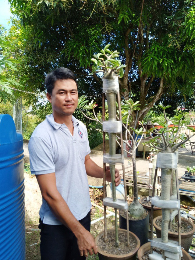 Đây là một cây sứ anh Phong kéo dài nhất, hiện chiều cao cây sứ này trên 1m. Anh đang tập trung nuôi cho phần thân to đều lên