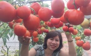 Trồng 8 gốc cà chua trên sân thượng, mẹ đảm Hà Nội thu 30kg/vụ