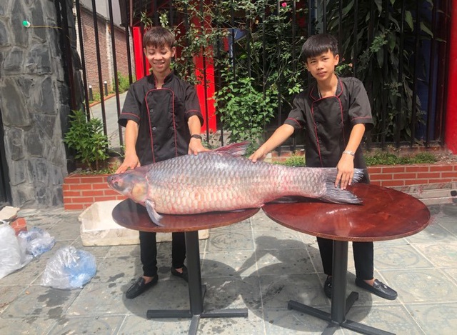 Bắt được cá trắm đen “khủng” nặng 50kg, dài 1,6m ở Yên Bái - 2