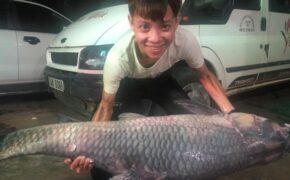 Bắt được cá trắm đen “khủng” nặng 50kg, dài 1,6m ở Yên Bái