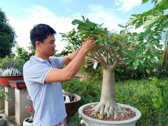  Dù gia đình làm rất nhiều loại hoa kiểng, tuy nhiên anh Phong chỉ mê cây sứ, nhất là từ khi biết cây sứ chân dài 