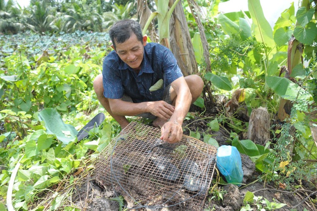 Đi bắt chuột đồng mùa nước nổi - 13