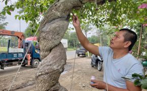 Bỏ nghề lái xe, về làm nghề cây cảnh thu nửa tỷ mỗi năm