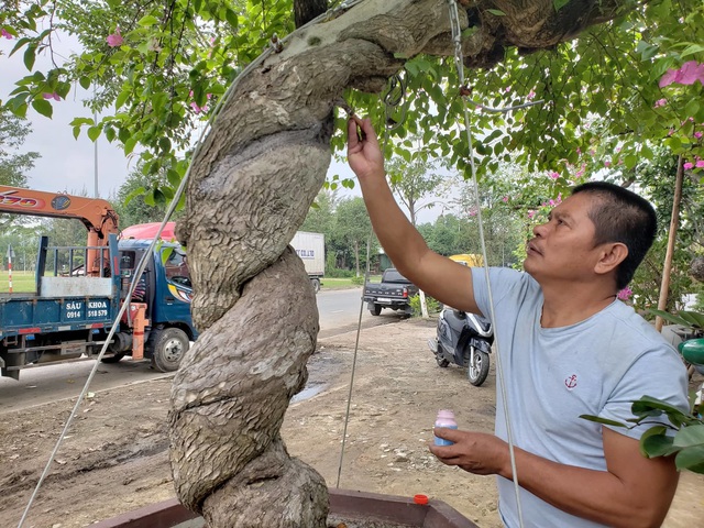 Bỏ nghề lái xe, về làm nghề cây cảnh thu nửa tỷ mỗi năm - 4