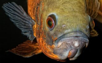 Bị cảnh sát bắt giữ vì bỏ rơi… một con cá cảnh