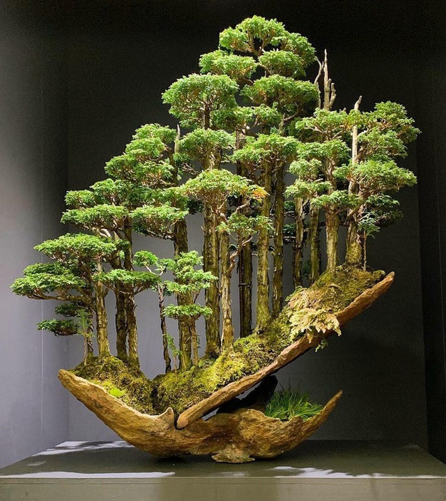 Kích thước nhỏ, tại sao Bonsai luôn dẫn đầu về giá trong thế giới cây cảnh? - 5