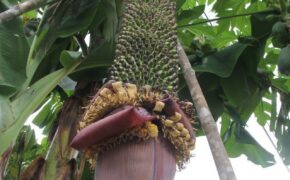 Chiêm ngưỡng buồng chuối “khủng” hơn 100 nải, dài 2m ở Lâm Đồng