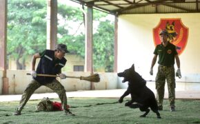 Sau hàng loạt vụ chó tấn công kinh hoàng: Những kinh nghiệm sống còn để thoát hiểm