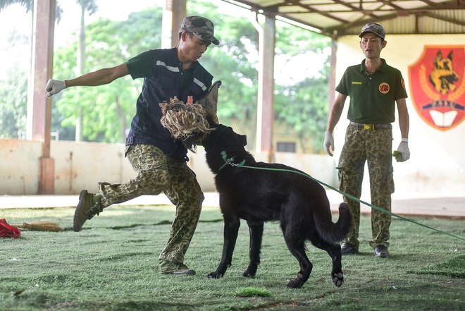 Sau hàng loạt vụ chó tấn công kinh hoàng: Những kinh nghiệm sống còn để thoát hiểm - 15