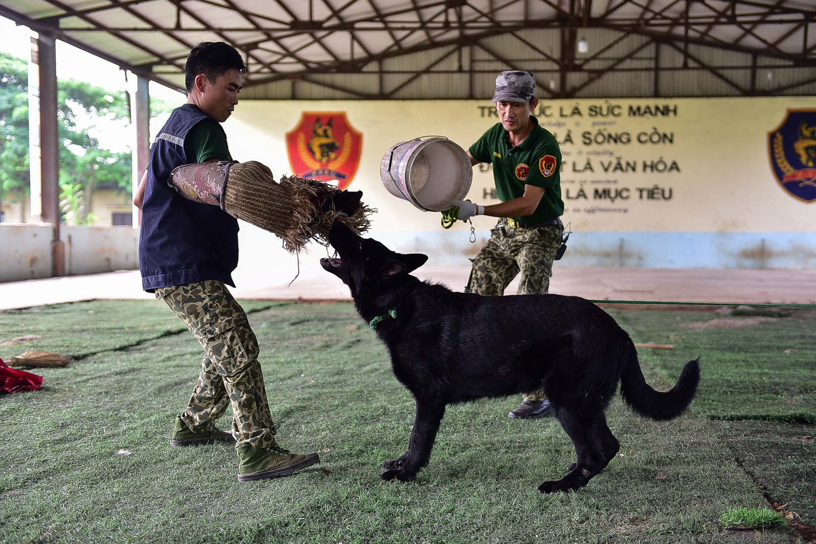 Sau hàng loạt vụ chó tấn công kinh hoàng: Những kinh nghiệm sống còn để thoát hiểm - 9