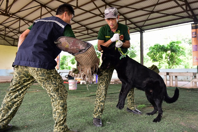 Sau hàng loạt vụ chó tấn công kinh hoàng: Những kinh nghiệm sống còn để thoát hiểm - 14