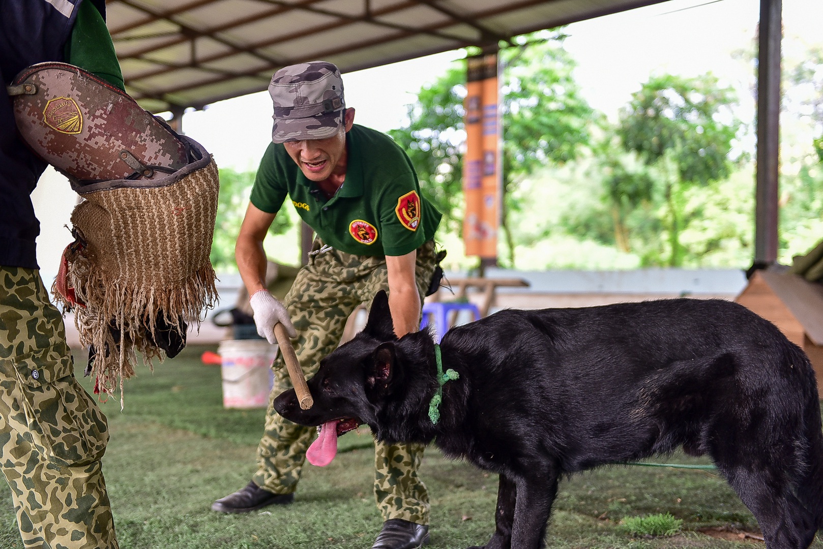 Sau hàng loạt vụ chó tấn công kinh hoàng: Những kinh nghiệm sống còn để thoát hiểm - 19