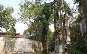 Cận cảnh cây sưa trăm tỷ đồng sắp được mang đấu giá ở Hà Nội