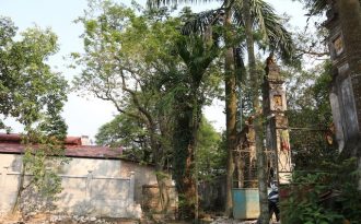 Cận cảnh cây sưa trăm tỷ đồng sắp được mang đấu giá ở Hà Nội