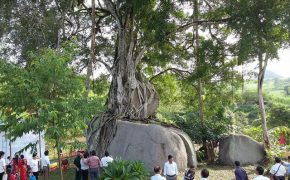 Kỳ lạ những cây cổ thụ được xem như báu vật, trả tiền tỷ cũng không bán