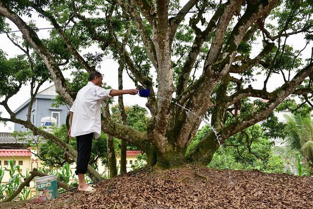 Kỳ lạ những cây cổ thụ được xem như báu vật, trả tiền tỷ cũng không bán - 2