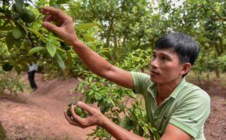 “Đột nhập” vườn chanh tứ quý trồng trên gốc bưởi, thu về 5 tỷ đồng/năm