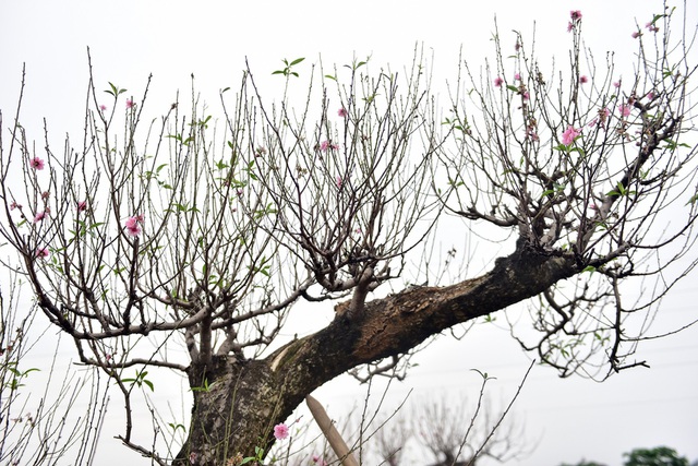 Thời tiết năm nay thuận lợi ủng hộ người dân trồng đào, nên năm nay có nhiều cây đẹp hơn so với năm ngoái anh Hải chia sẻ.