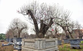 Đào cổ thụ Tết khủng giá trăm triệu bung hàng chờ đại gia