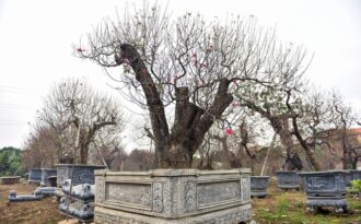 Đào cổ thụ Tết khủng giá trăm triệu bung hàng chờ đại gia