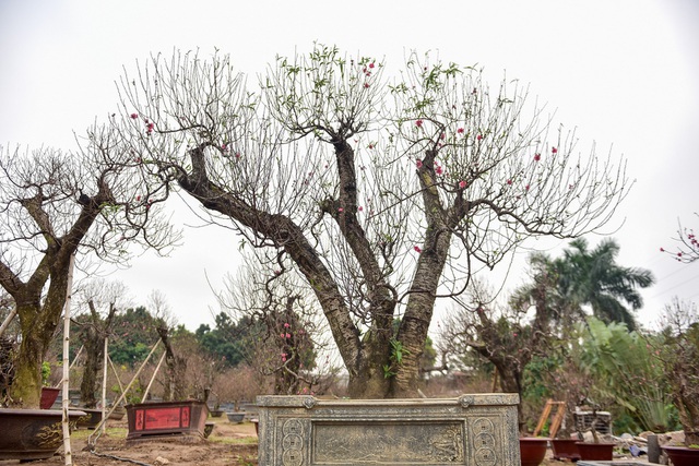  Ngoài ra, những gốc đào này cũng được chủ vườn ra giá cho thuê trên dưới một trăm triệu đồng. 