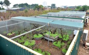 Vườn đào bạc tỷ được xây phòng riêng, lắp điều hòa của đại gia Hà Nội