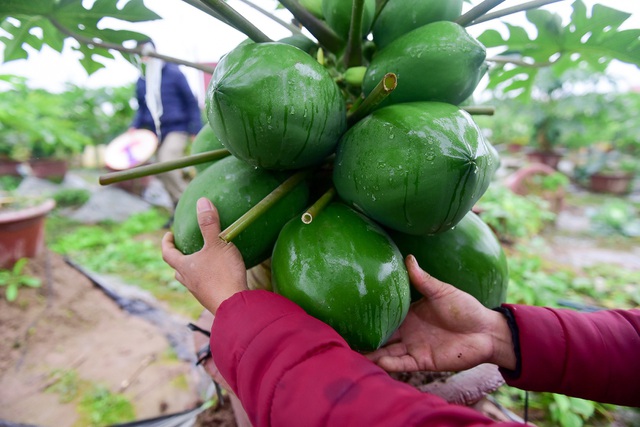  Mỗi câu đu đủ bonsai được uốn tỉa rất kỳ công. Làm cây đu đủ quan trọng nhất là chọn giống và uốn tỉa tạo dáng. Mọi công đoạn nếu thiếu kinh nghiệm có thể làm hỏng cả một cây, anh Chính nói. 