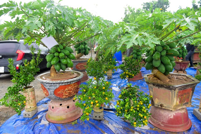  “Năm nay tôi làm 2 vườn đu đủ bonsai với hơn 100 chậu nhưng do thời tiết không thuận lợi, đu đủ bị sâu bệnh hư hỏng nhiều nên đến giờ chỉ còn giữ được khoảng gần 60 chậu cung cấp cho khách chơi Tết. Đặc biệt có khoảng hơn 10 cây có thế độc, quả đẹp”, anh Chính chia sẻ thêm. 