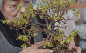 Kích thước nhỏ, tại sao Bonsai luôn dẫn đầu về giá trong thế giới cây cảnh?