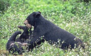 Ghé thăm nơi “hồi sinh” những cá thể gấu ở Ninh Bình