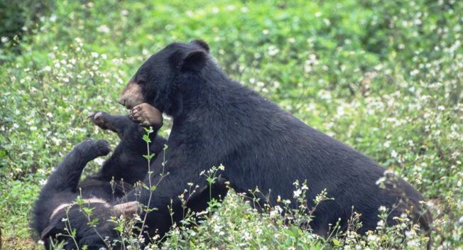 Ghé thăm nơi “hồi sinh” những cá thể gấu ở Ninh Bình