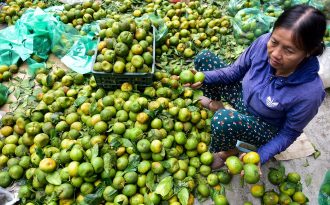 Dân Thủ đô “giải cứu” quýt sạch cho nông dân Nghệ An