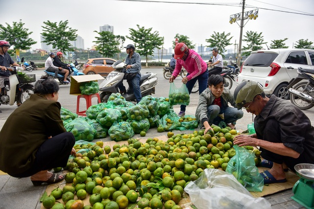 Dân Thủ đô giải cứu quýt sạch cho nông dân Nghệ An - 1