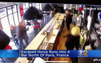 Ngựa đua bất ngờ “tấn công” quán bar khiến khách bỏ chạy tán loạn
