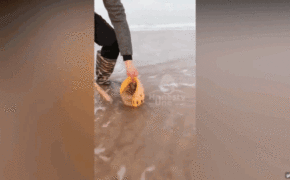 Xem ngư dân bắt đủ loại hải sản trên bờ biển “dễ như bỡn” bằng tay không