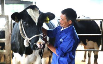 Hành trình 61 năm của những “triệu phú” trên nông trường Mộc Châu