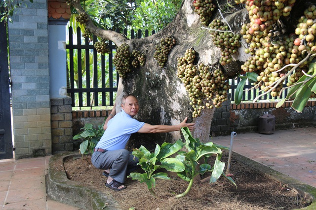 Thân cây lớn, phải hai người ôm mới hết